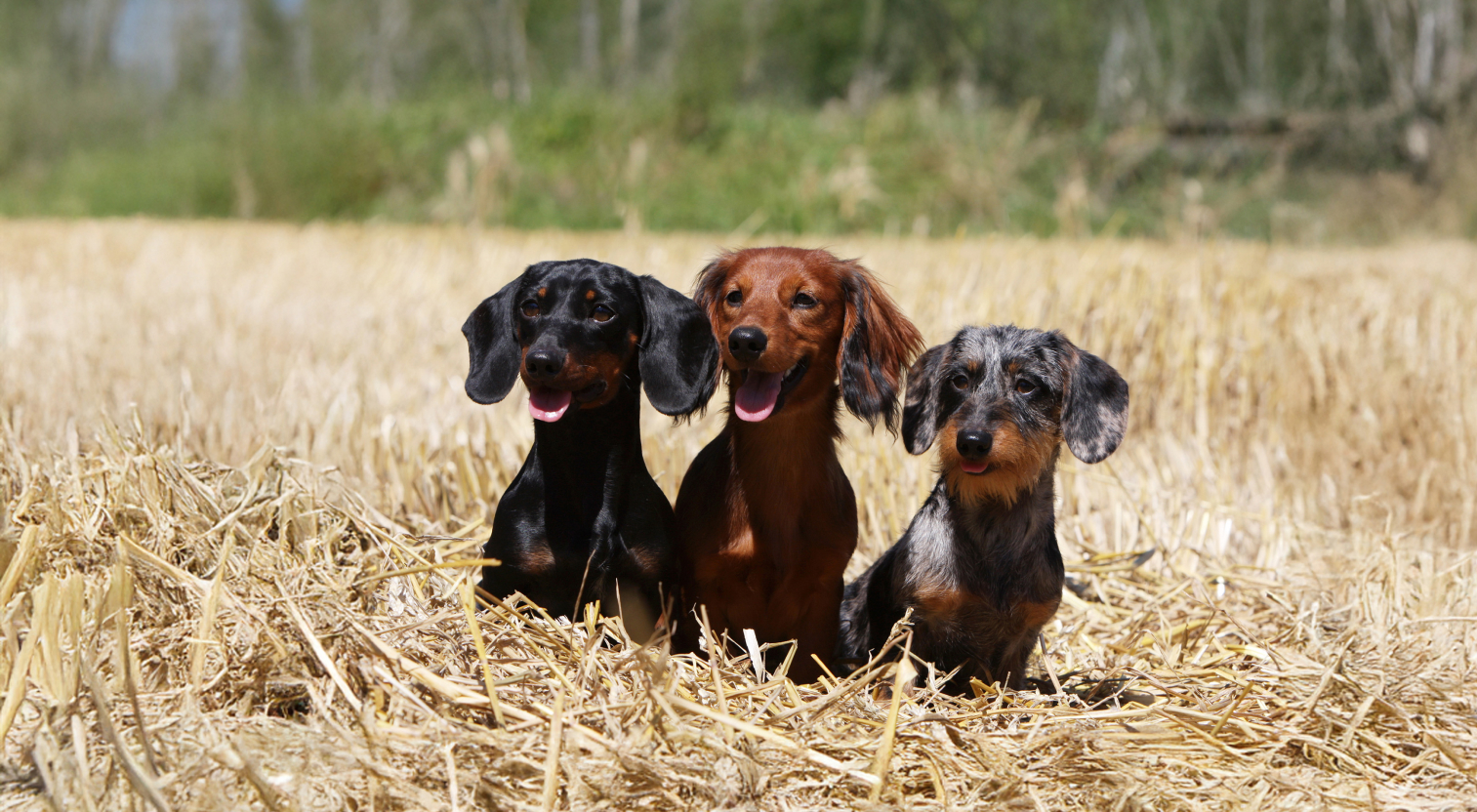 Jamnicze Wzgórze - klimat hodowli