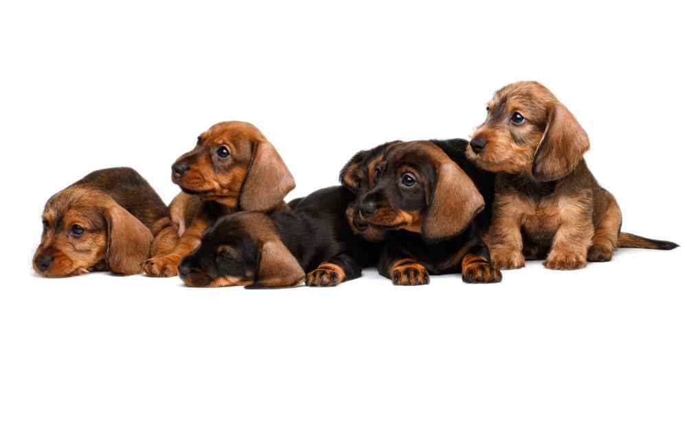 Nowy miot szczeniąt jamników