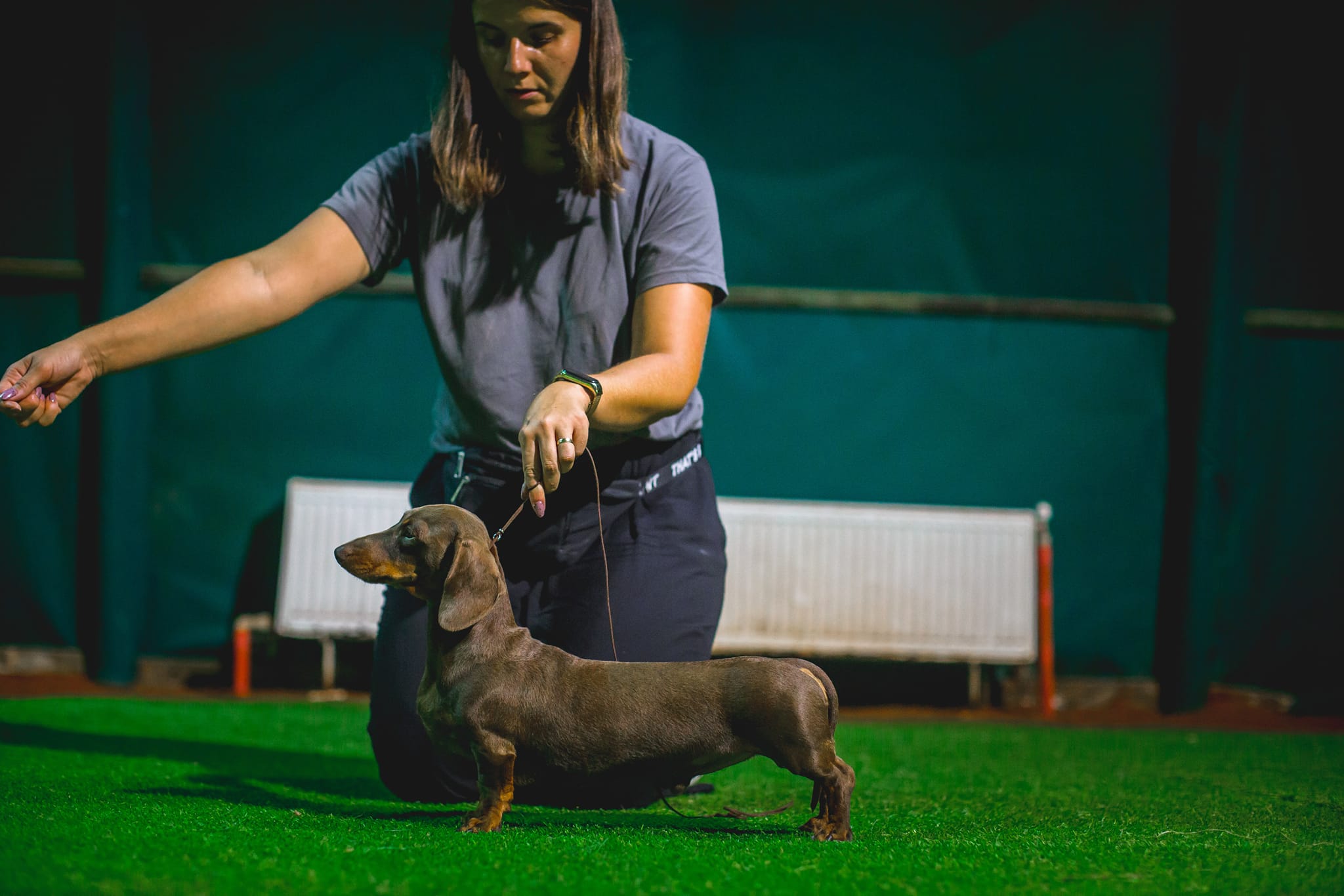 Jamnik na wystawie kynologicznej
