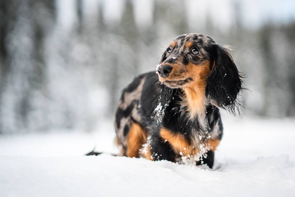 Nowe zdjęcia jamników