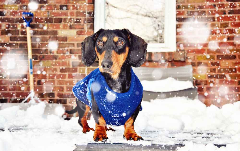 Jamnik zimą na Warmii