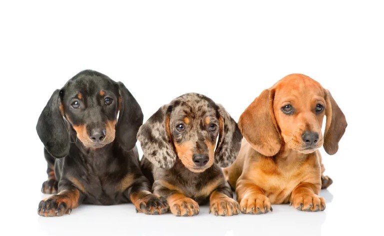 Szczenięta z hodowli Jamnicze Wzgórze