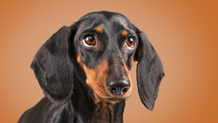 Jamnik krótkowłosy - portret rasy