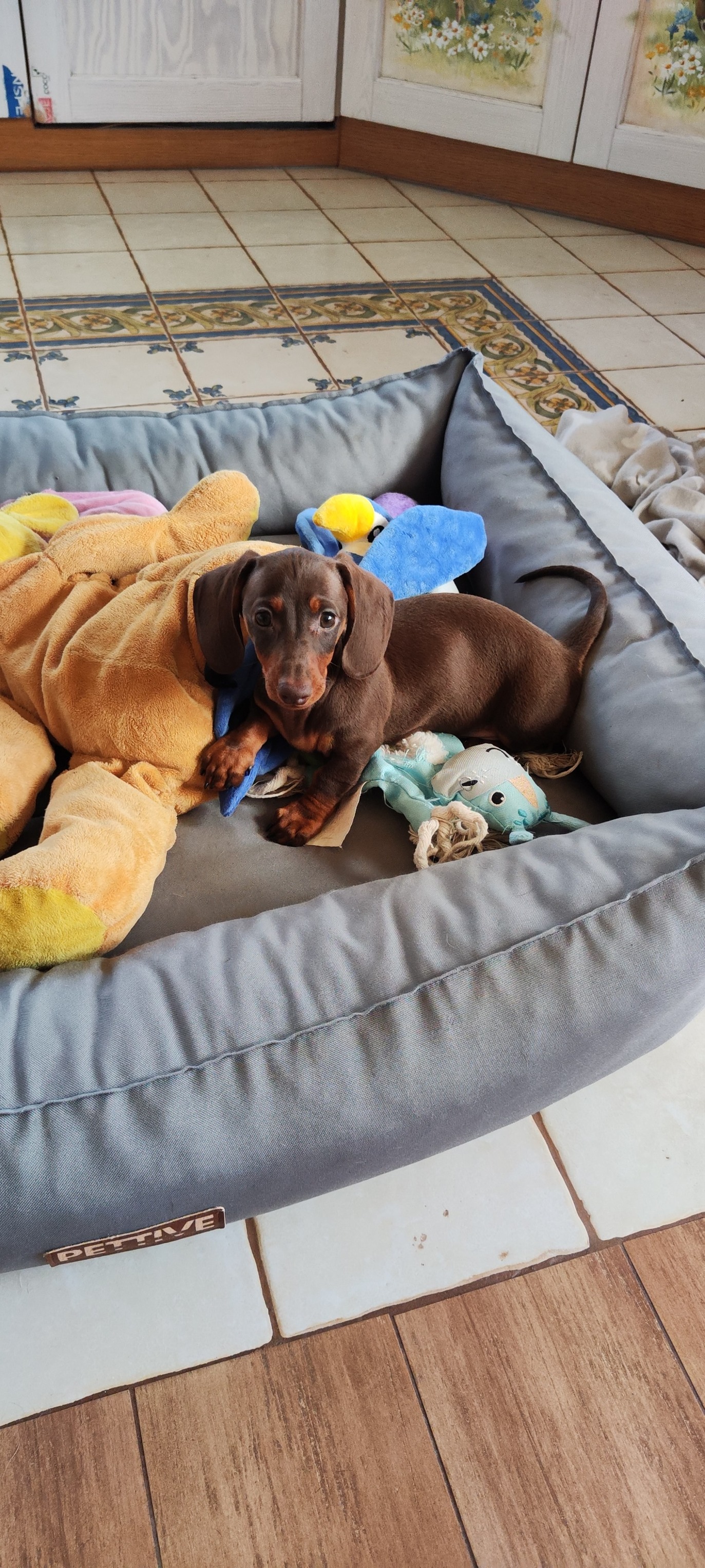 Jamniczka Coffee z hodowli Jamnicze Wzgórze