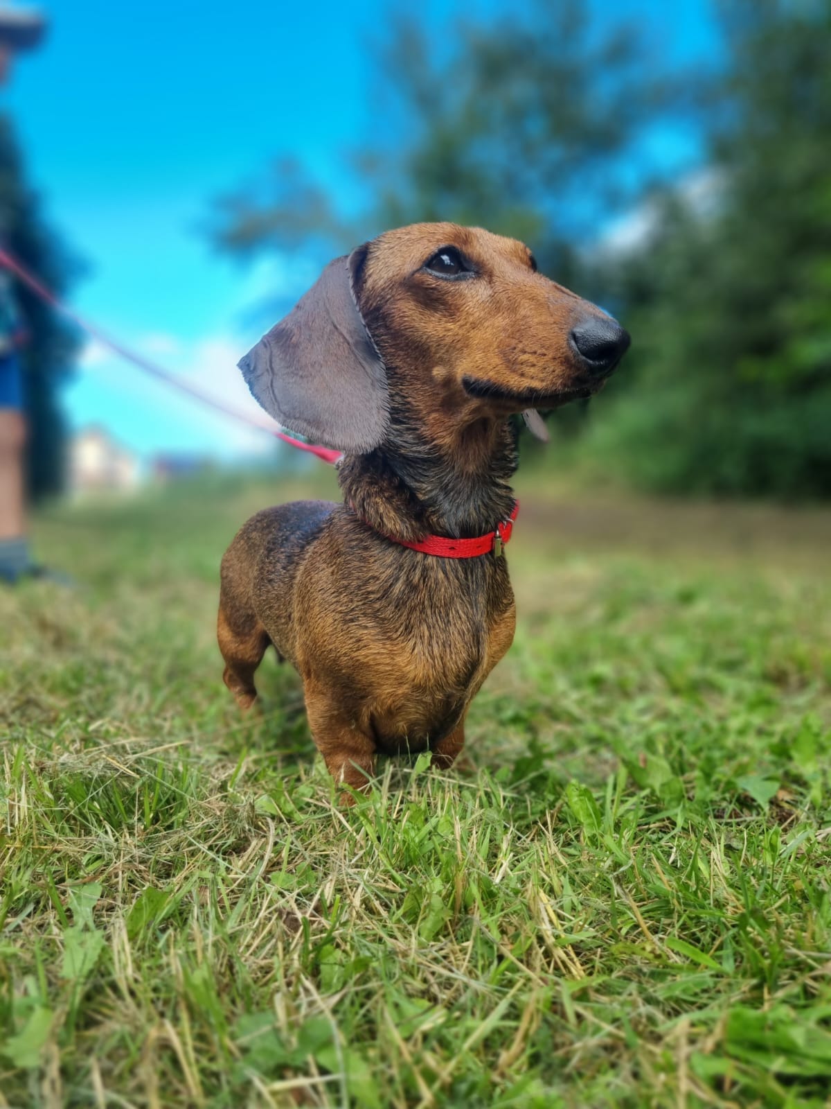 Jamniczka Sisi z hodowli Jamnicze Wzgórze